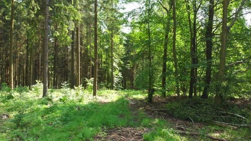 walking through the forest with sunbeam shining through the trees