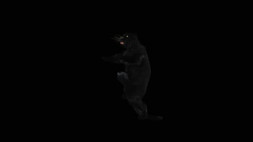 Panthertanz HD