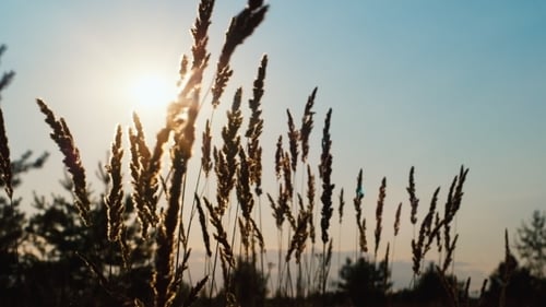 Sunset/sunset Light With Grass Flower.