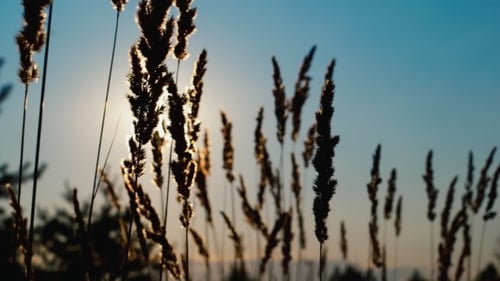 Sunset Light With Grass Flower.