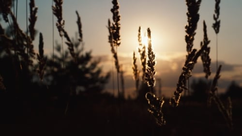 Sonnenuntergangslicht mit Grasblume.