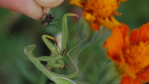 Man's Hand Has Put a Fly To Praying Mantis Legs