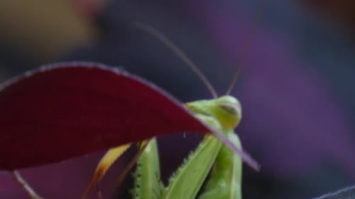 Mantis is Climbing Head of Insect
