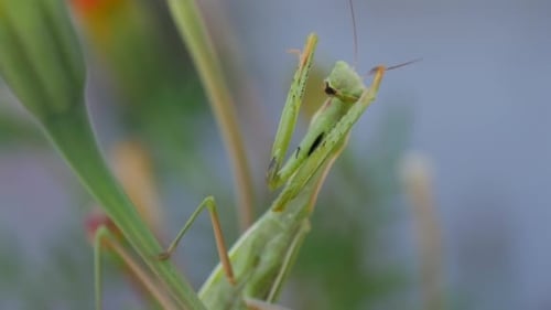 Green Mantis Has Rose His Legs Up