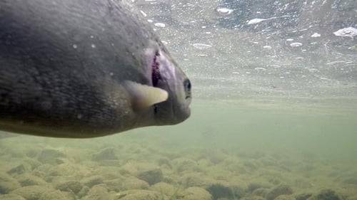 Trucha arcoíris en el río bajo el agua 1