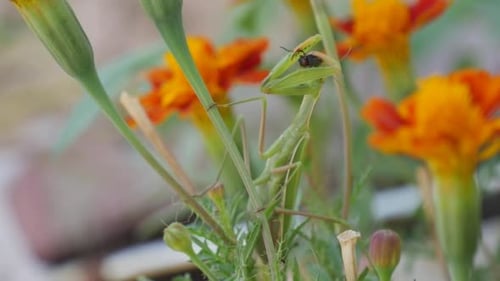 Green Mantis Praying