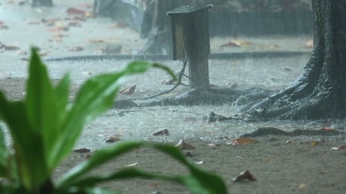 Tropical Downpour