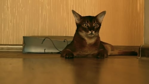 Abyssinian Cat