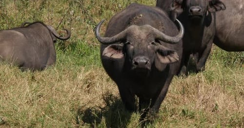 African Buffalo, syncerus caffer, group in Savannah, Nairobi Park in Kenya, Real Time 4K
