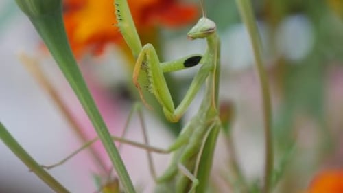 Green Mantis is Climbing by th Green Stalk