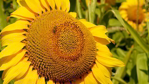 Close Up of Sunflower with Bee
