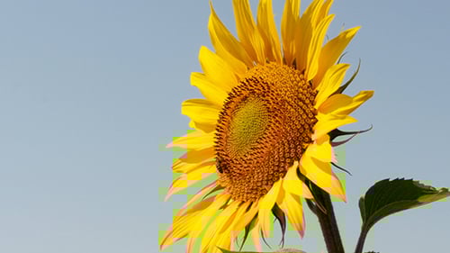 Radiant Sunflower Blossom Against Blue Sky