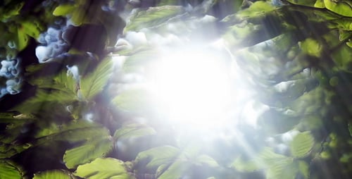Grüne Blätter Hintergrund und helles Licht