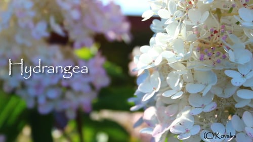 Hydrangea