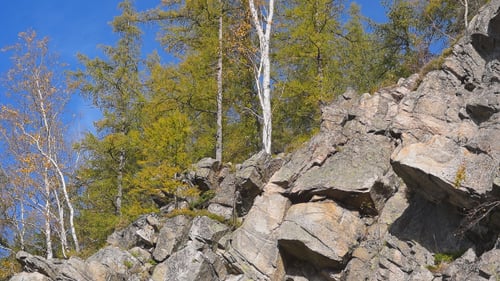 Autumn Trees on Rocky Hillside on a Sunny Day