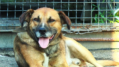 Dog Resting Outdoors Near Metal Fence