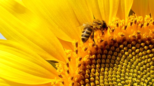 Bee Pollinating Vibrant Yellow Sunflower in Sunny Field