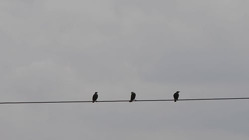 Birds Siiting On The Wire 1