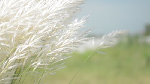 Field