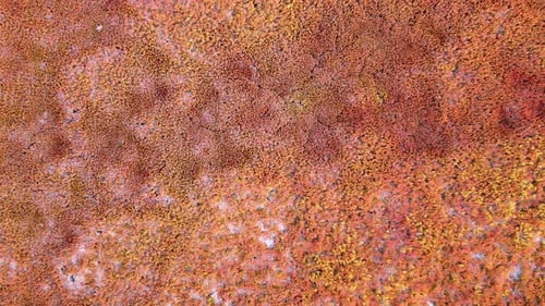 Birds Eye View of Colorful Autumnal Forest