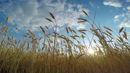 Golden Wheat Field