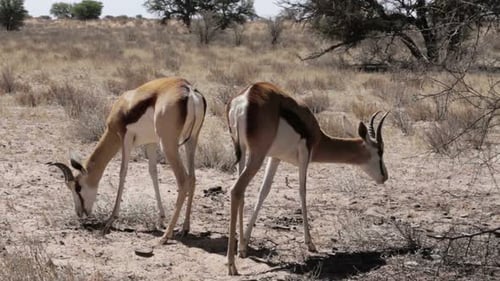Porträt einer Springbok-Antilope beim Weiden im Kgalagadi Nationalpark, Namibia