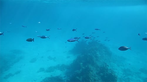 Underwater Life of Red Sea