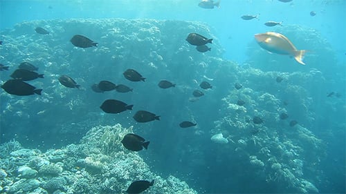 Underwater Life of Red Sea, Egypt