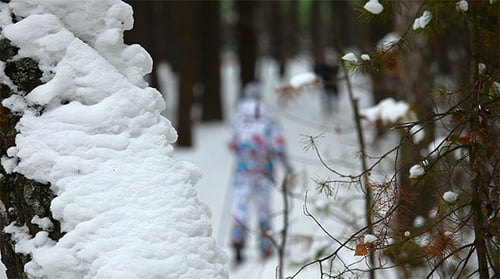 Winter Forest