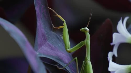 Mantis Religiosa Legs are Touching the Leaf