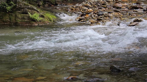River into the Forest