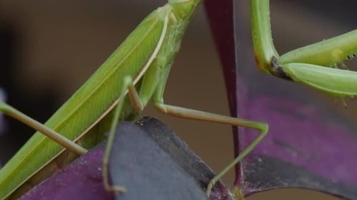 Mantis Religiosa Legs Sitting