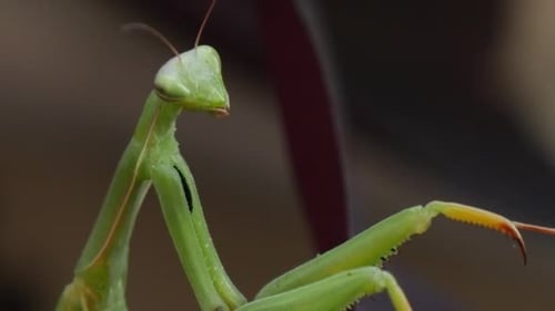 Mantis Religiosa Head