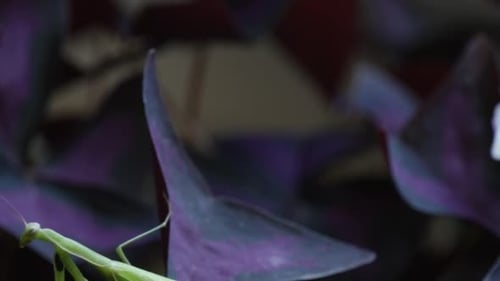 Mantis Religiosa is Falling Down With Violet Leaf