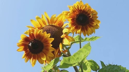 Sunflowers in Bloom with Bees on Sunny Day