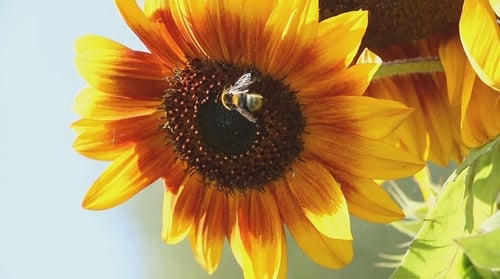 Bumble Bee Pollinating Yellow Sunflower in Summer
