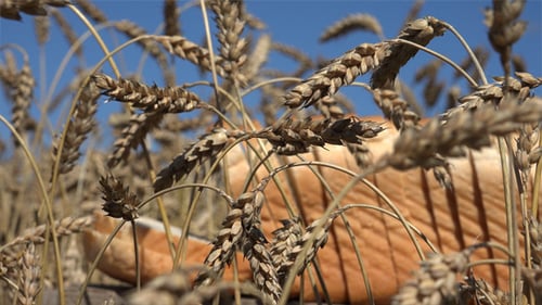 Golden Bread Loaf Nestled in Wheat Field