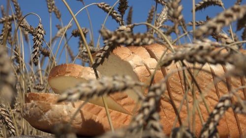 Wheat and Bread 3