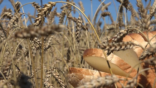 Sliced Bread Amongst Ripe Wheat in a Sunny Field