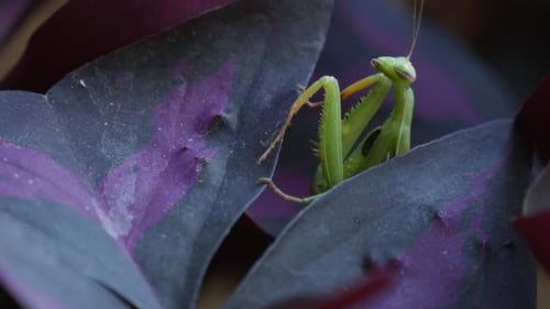 Praying Mantis on Purple Leaves Close Up