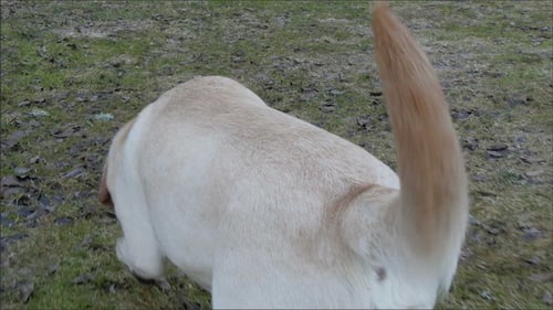 Dog Walks Through Grassy Field