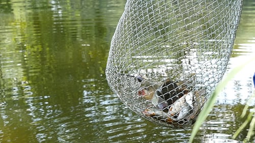 Os peixes estão em um corf