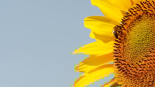 Bee Gathering Pollen on a Bright Yellow Sunflower