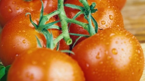 Several Tomatoes