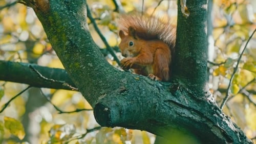 Eichhörnchen auf Baum isst eine Nuss