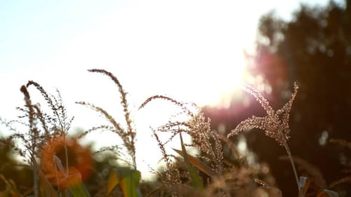 Corn at Sunset