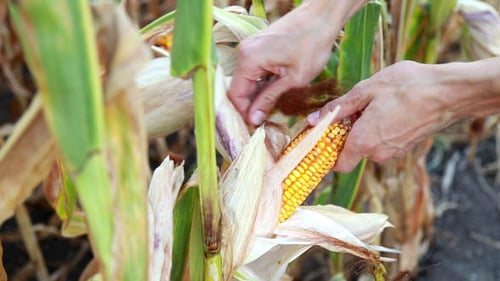 Harvesting Corn