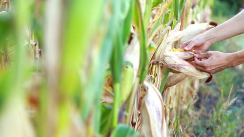 Hands Examine Fresh Corn on the Stalk