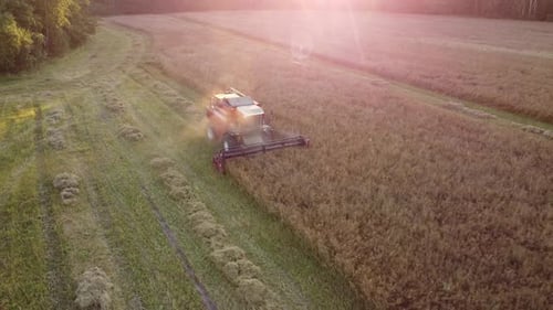 Wheat harvesting by agricultural machinery on field in summer.