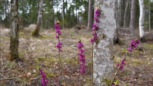Schöne lila Blumen im Wald